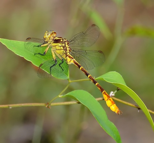 Male
2008_09_11_FL